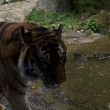 Dublin Zoo