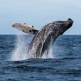 Whale & Dolphin Watching
