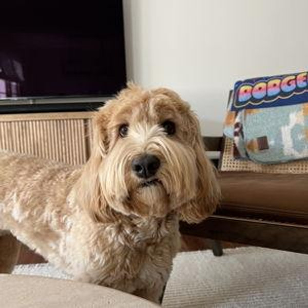 Year's Supply Of Zoë Treats
