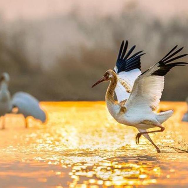 Charity Donation - International Crane Foundation