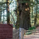 Methuselah Tree