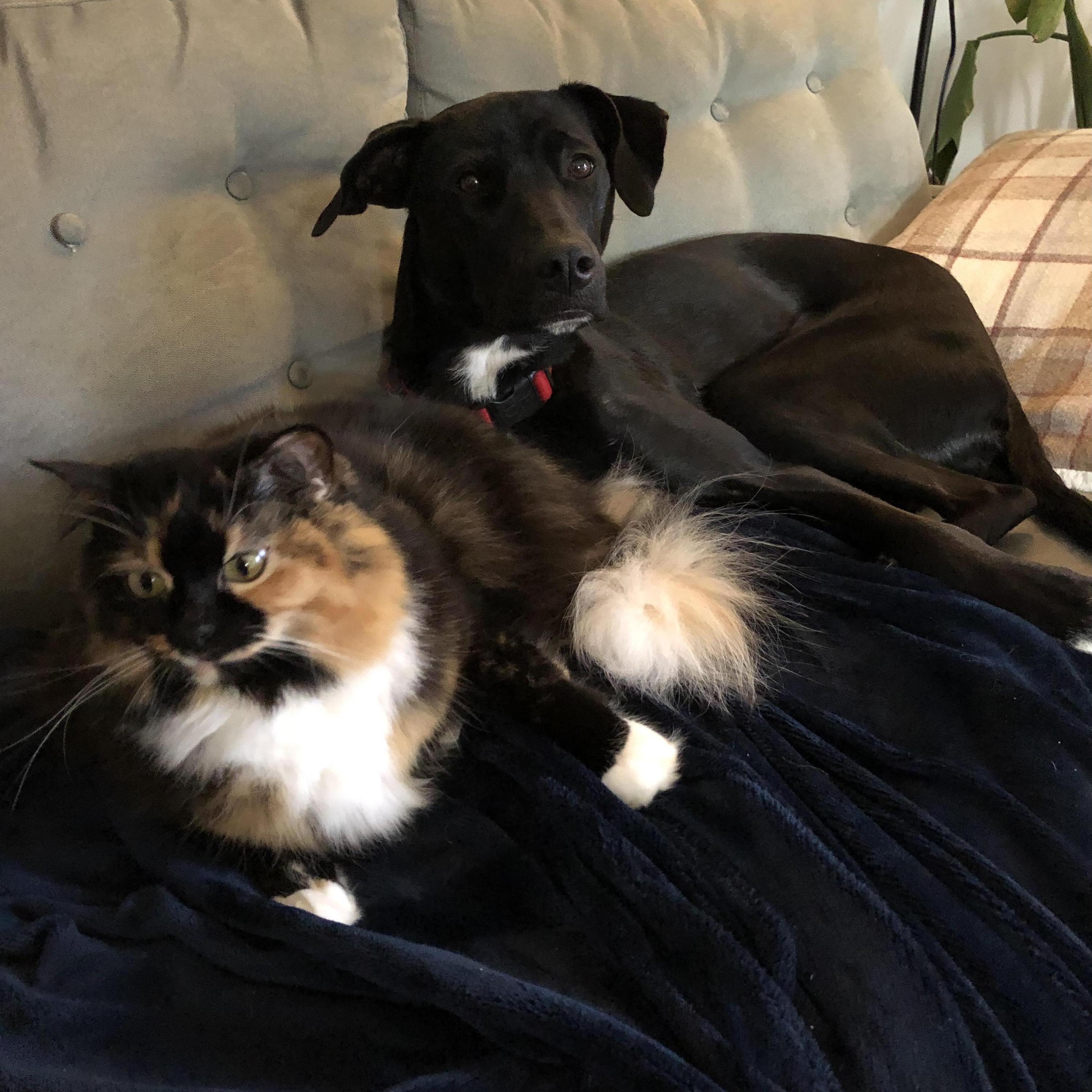 Pet family photo.