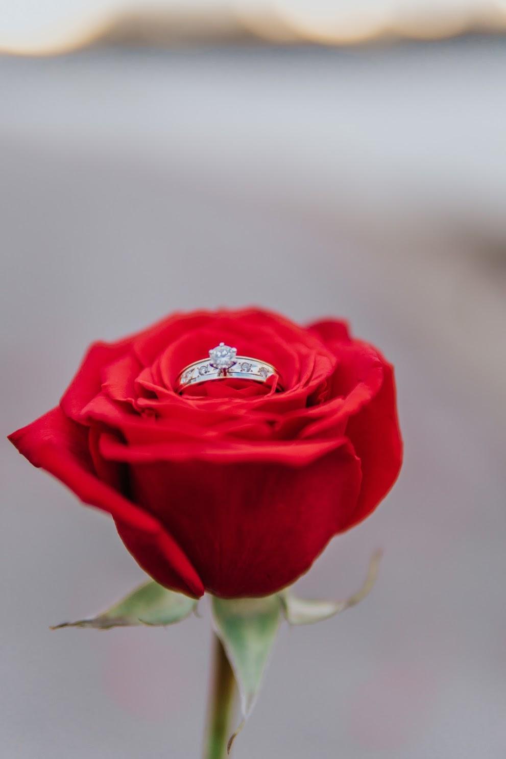 The Wedding Website of Sadie Dillon and David Grosso