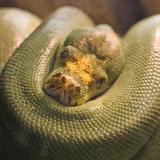 The Reptile Discovery Center