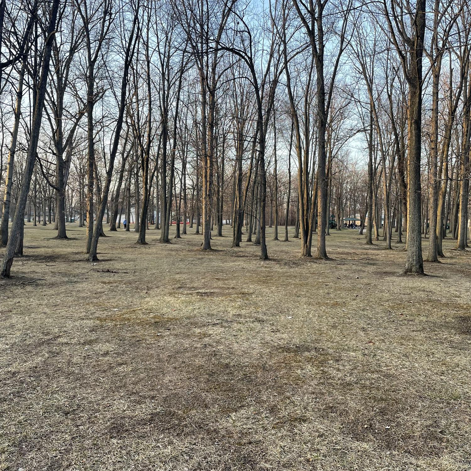 This is the park where we got engaged. It was a wet December morning.