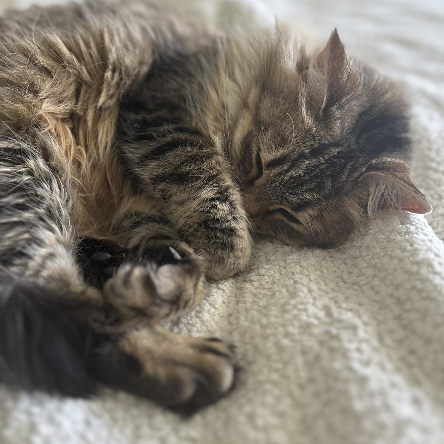 Our sweet kitty Lulu