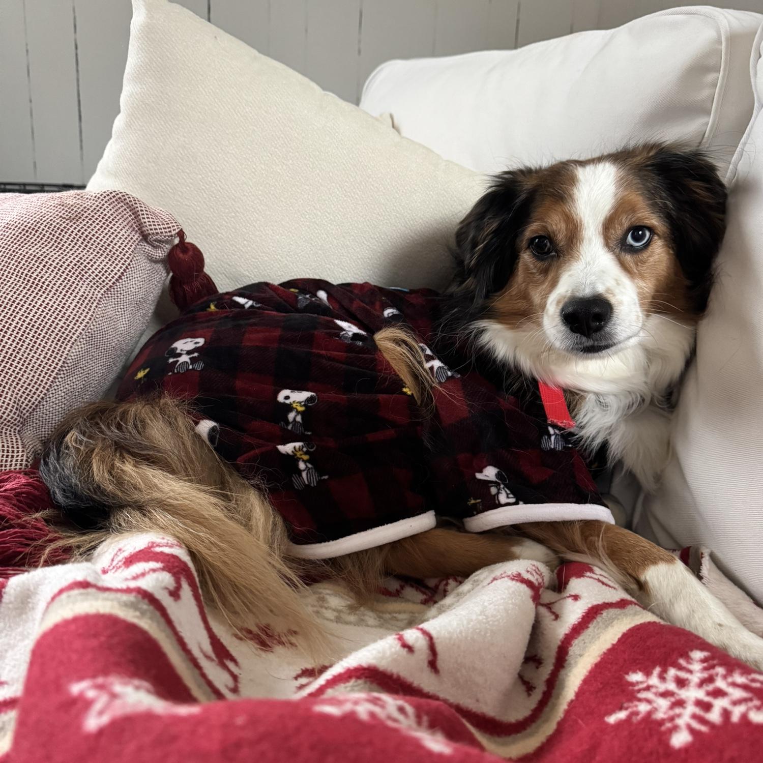 Meet our Aussie Dodger!