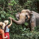 Elephant Sanctuary Phuket