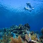 Barrier Reef Snorkeling
