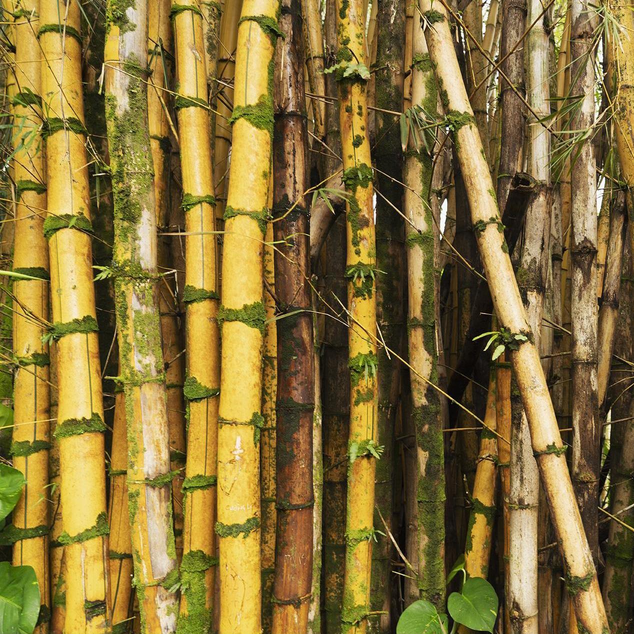 Bamboo Forest on the Road to Hana.