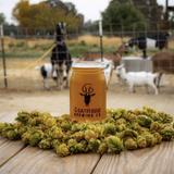 GoatHouse Brewing Co.