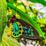 Magic Wings Butterfly Conservatory