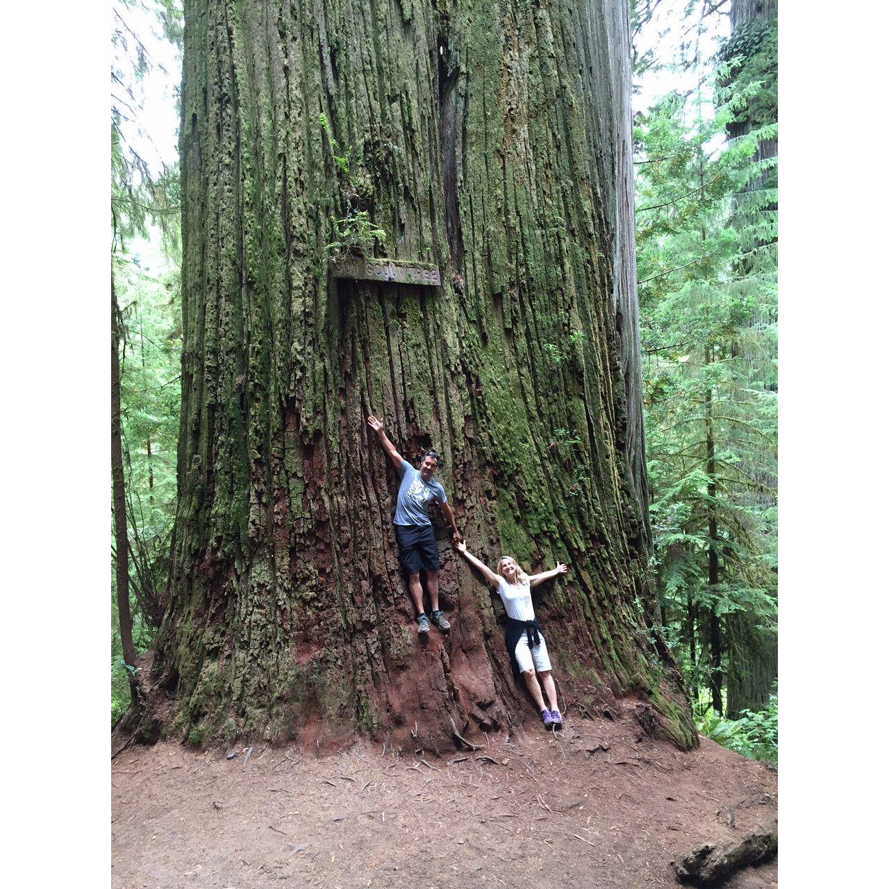 2015 Redwoods Road Trip - Boy Scout Tree