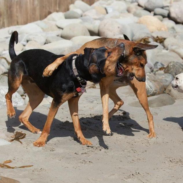 Our crazy hound dogs.  Tinkerbell was our first child.