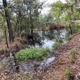 Hike on Skidaway for an up close experience of the salt marsh