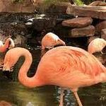 Flamingo Enclosure at Flamingo Las Vegas Hotel & Casino