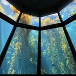 Monterey Bay Aquarium
