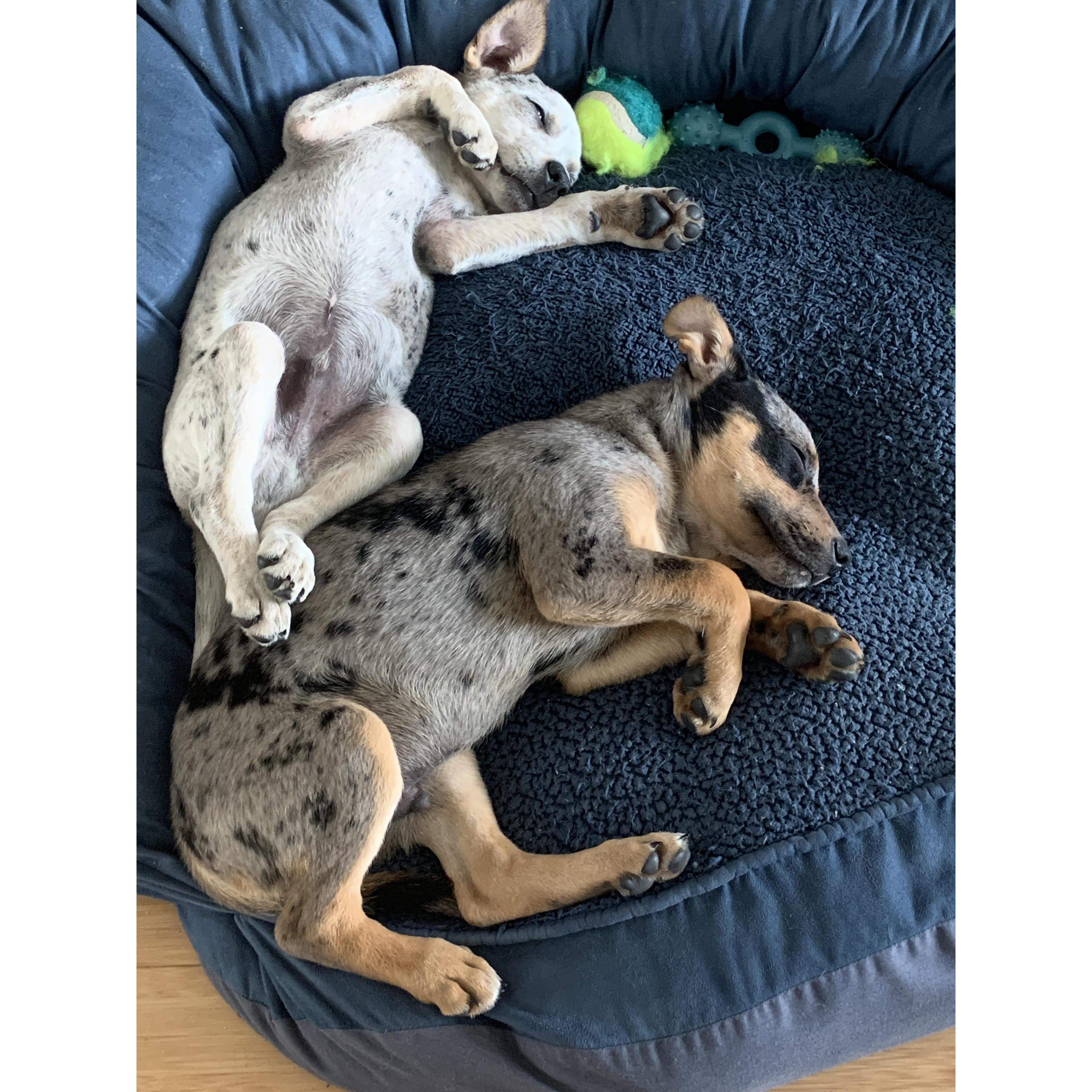The time we thought having TWO puppies was a good idea. That's okay, it's just getting us ready for twins 👶🏼 👶🏼
