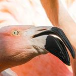 Visit - Tracy Aviary at Liberty Park