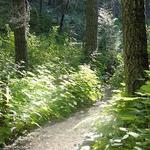 Palomar Mountain Hikes