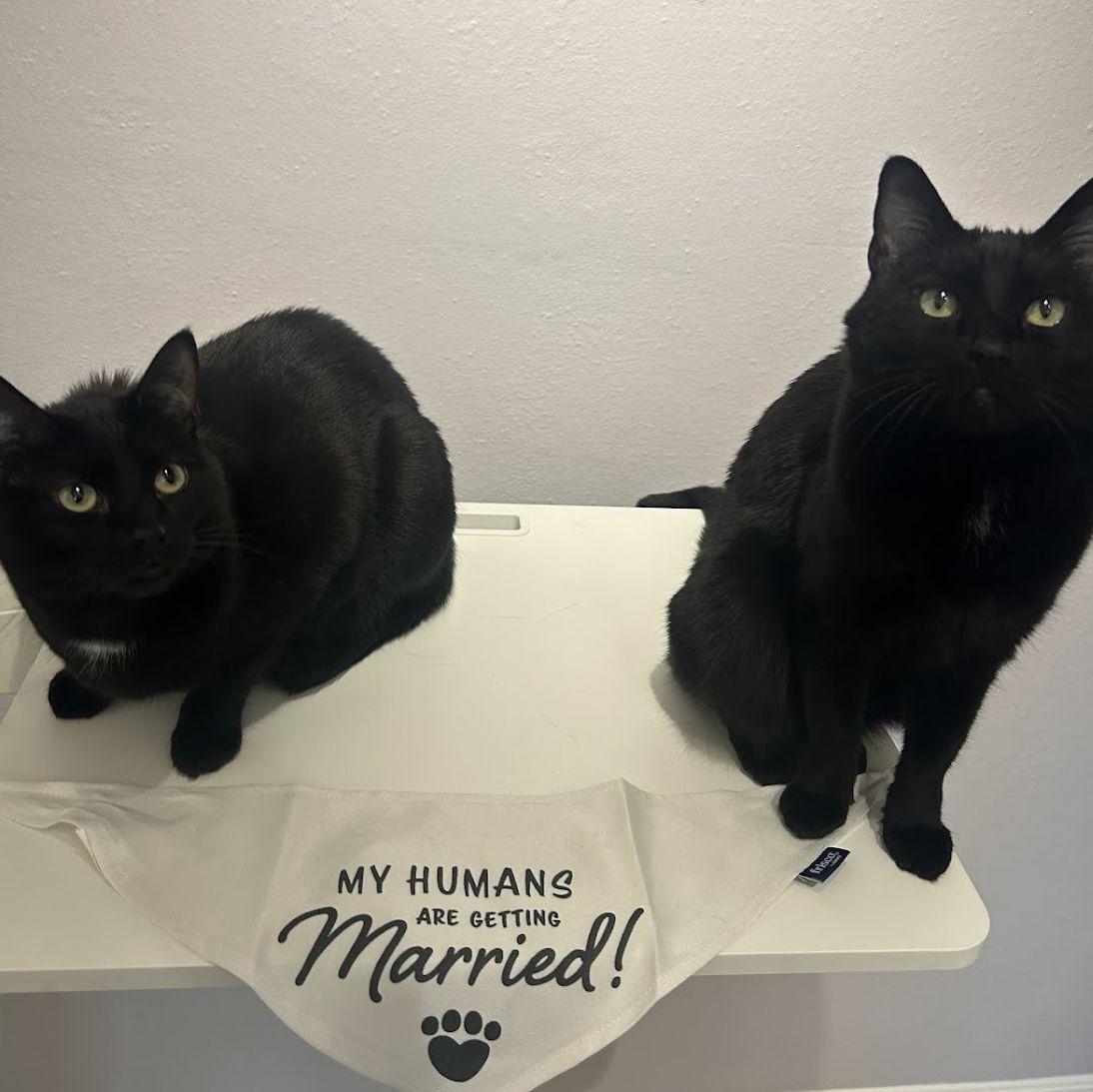Our pawrents are getting hitched!