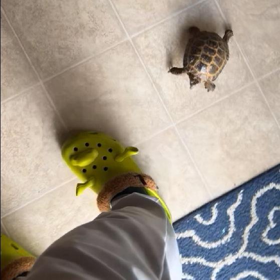 Action shot of Rasputin chasing the Shroc. Age: ~16