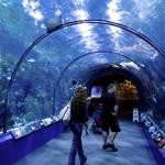 Audubon Aquarium