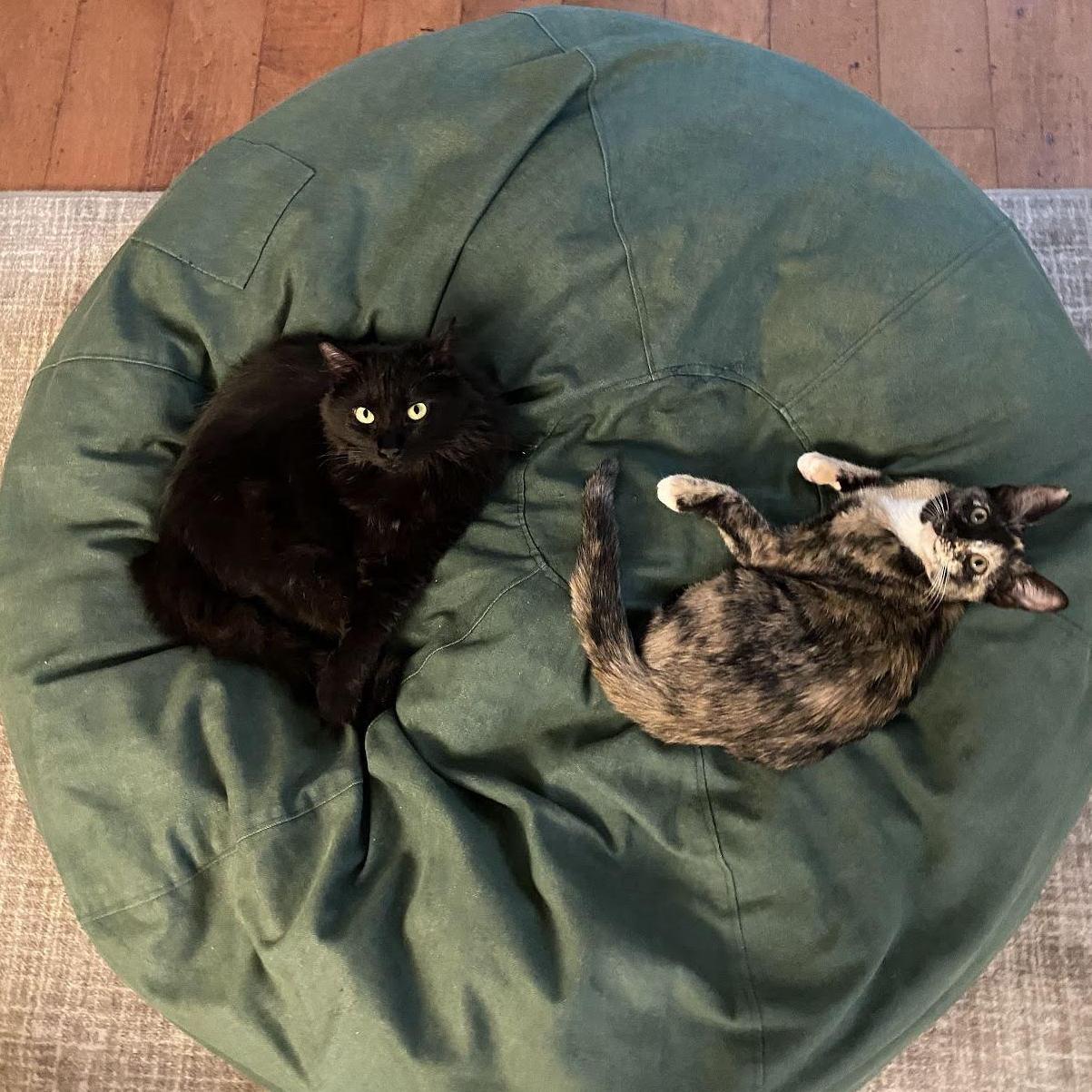 The loves of our lives, Pepper and Beans