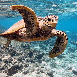 Turtle Tracking Excursion