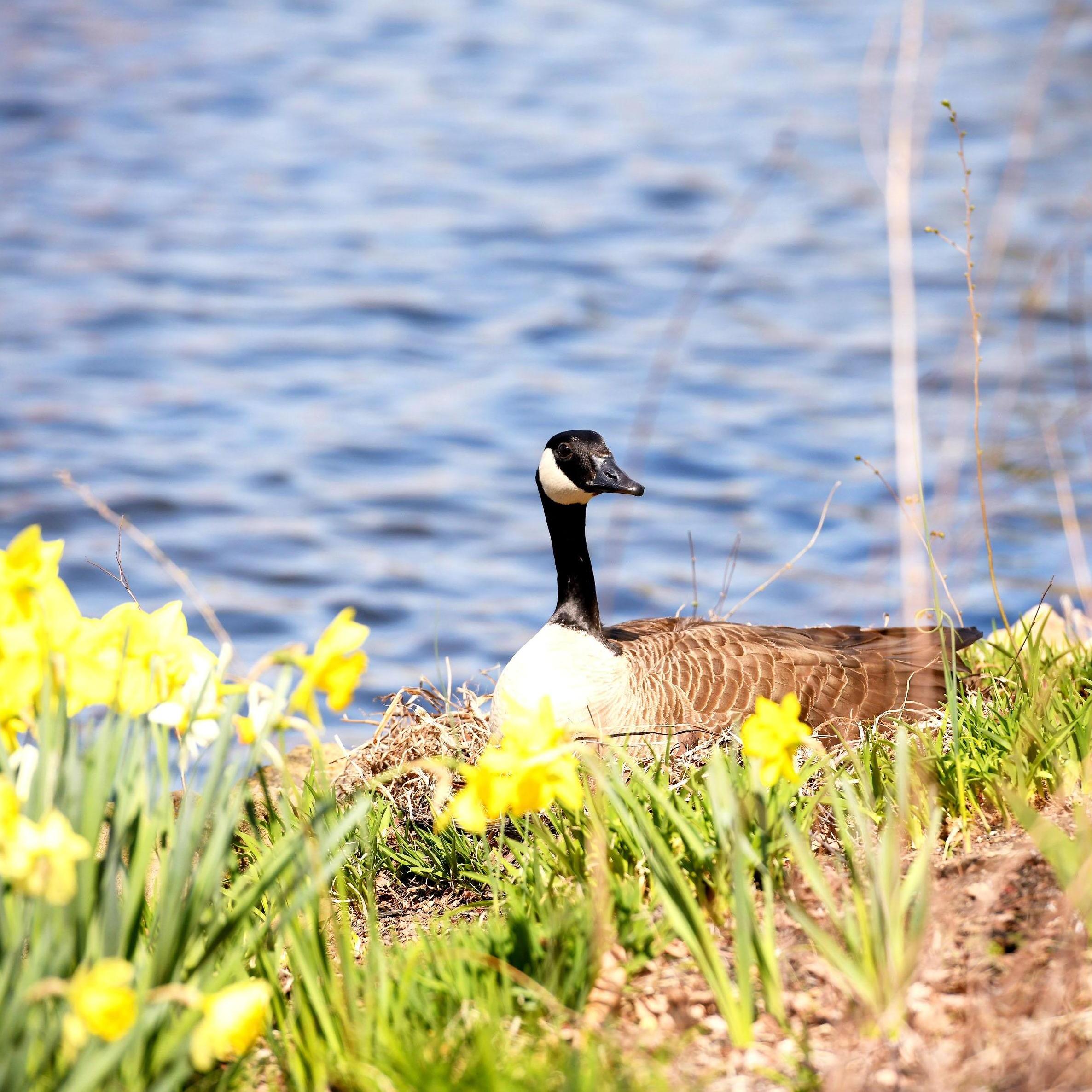 Thank you to our broody goose overlord for graciously allowing our ceremony to proceed in her backyard.