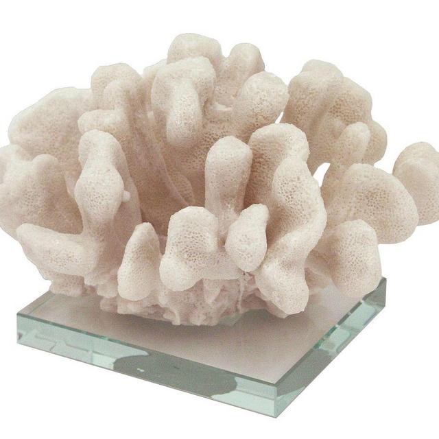 White Pocillopora Coral On Clear Glass Base