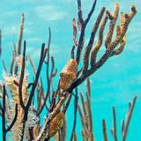 Snorkel off the Shore at Smiths Reef