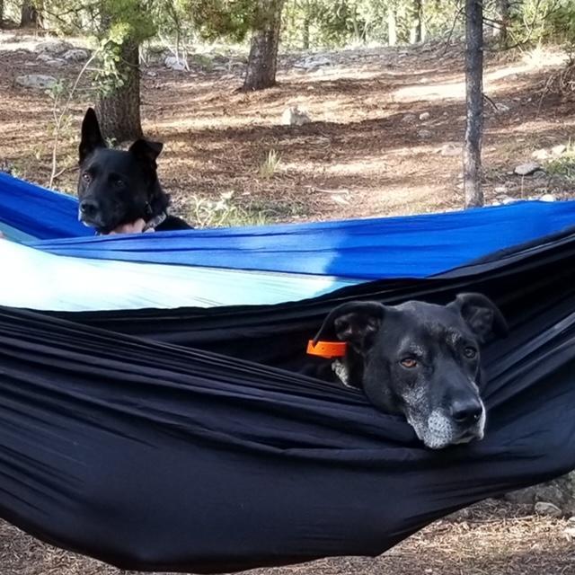 pups in a hammock. Lucy is forever traumatized.