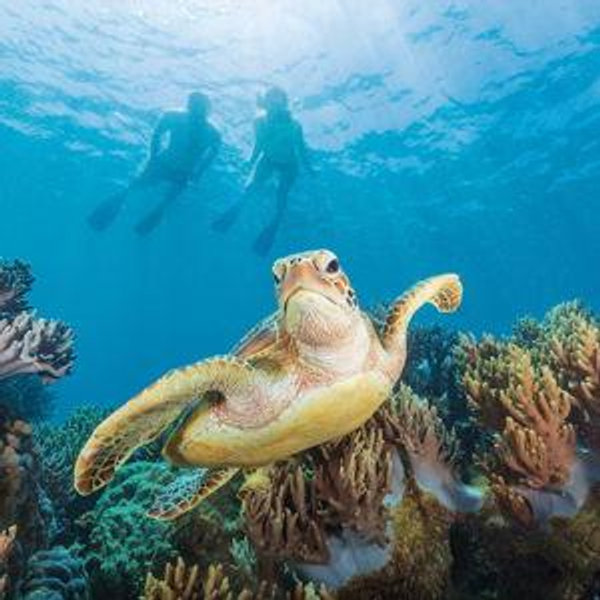 Great Barrier Reef Snorkeling Tour