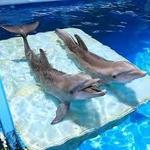 Clearwater Marine Aquarium