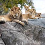 Fresno Zoo
