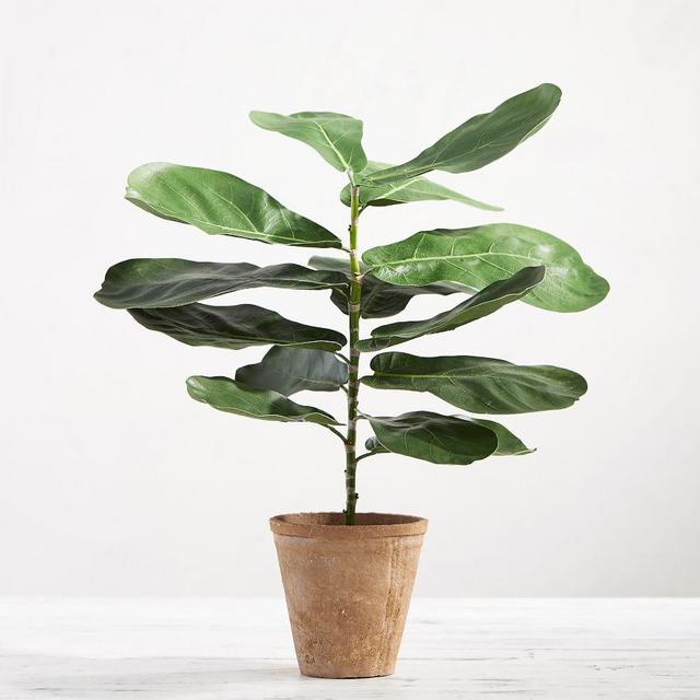 Faux Potted Fiddle Leaf Houseplant