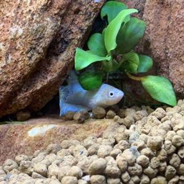Aquarium Babysitter