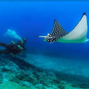Swimming with Manta Rays & Whale Sharks