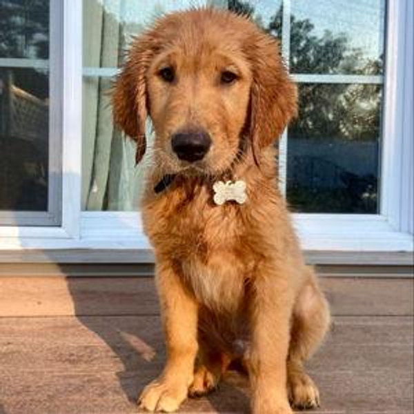 Our Golden Retriever Fund