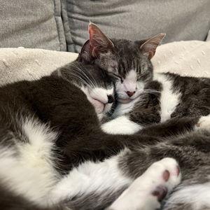 Treats for Our Cats - CREDIT CARD Option (with fees)