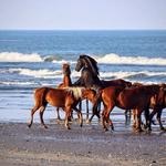 Corolla's Wild Horses