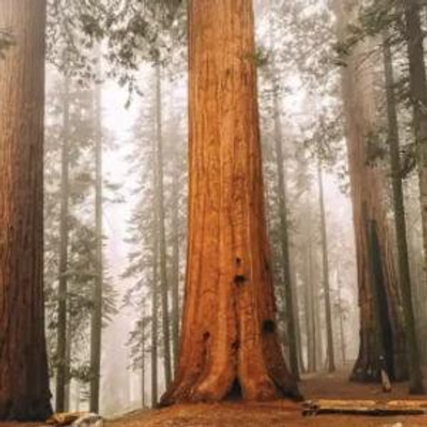 Sequoia National Park (CA)
