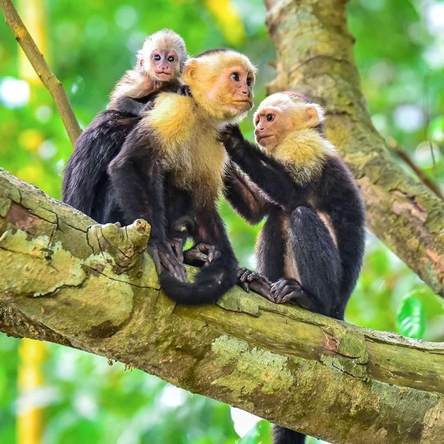 Private Manuel Antonio Tour