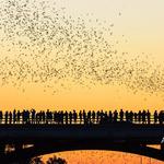 Bat Viewing Under Congress Bridge