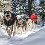 Muddy Paw Sled Dog Kennel