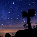 Palm Springs + Joshua Tree National Park