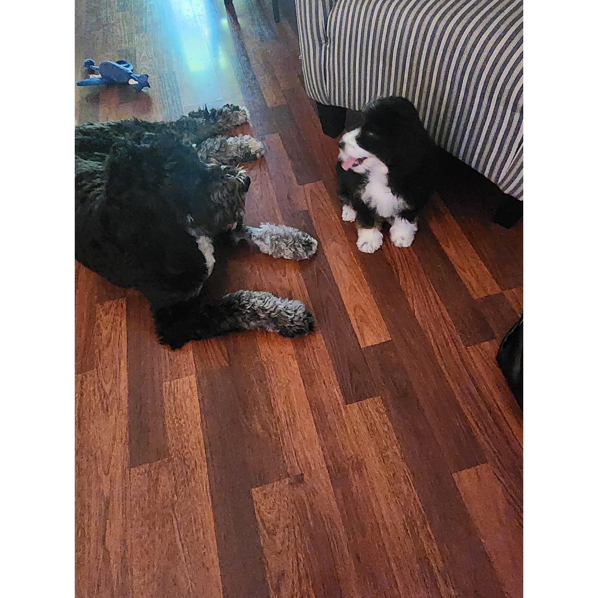 Our furry little ones, Cowboy & Harley!