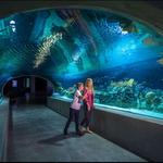 OdySea Aquarium
