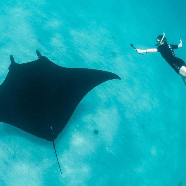 Snorkel with Manta Rays